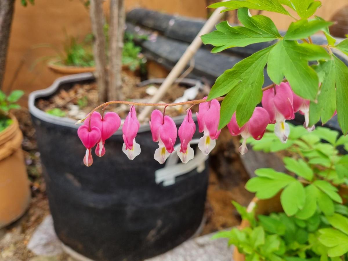 Dasomchae Hanok Stay Kvangdzsu Kültér fotó